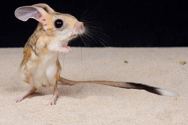 Four-toed jerboa / Allactaga tetradactyla The four-toed jerboa is a small kangaroo like rodent found from the dry coastal deserts of Egypt and Libya. marsupial stock pictures, royalty-free photos & images