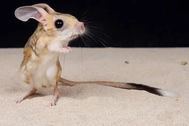 The four-toed jerboa is a small kangaroo like rodent found from the dry coastal deserts of Egypt and Libya.