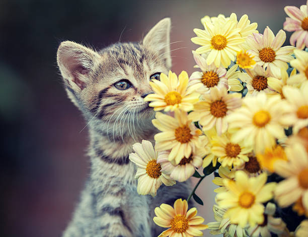 istock Cute little kitten sniffing yellow daisy flowers 518832496