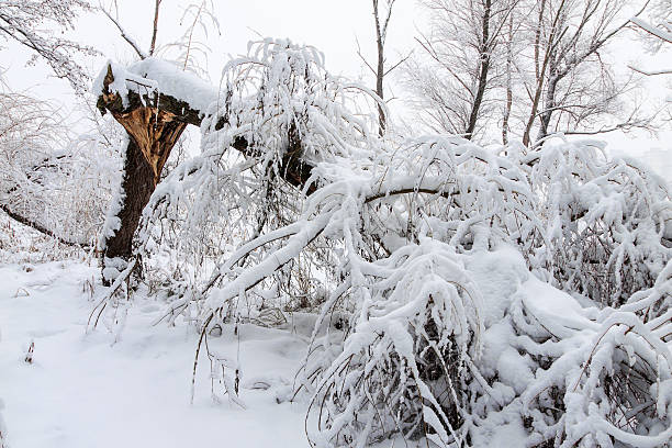 arbre abattus - blizzard ice damaged snow photos et images de collection