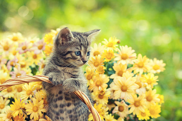 Little kitten in the garden with flowers on background stock photo