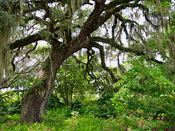 istock Live Oak Tree. South Carolina 518833063