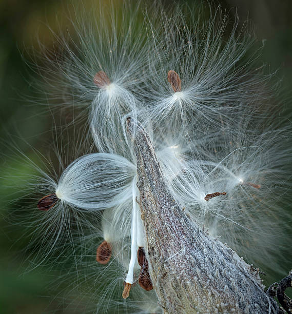 istock Swamp Milkweed Seed Head 518833319