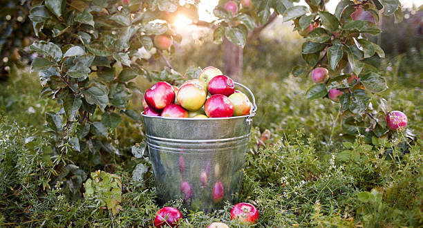 버킷을 잘 익은 사과들 선셋 가든 - abundance apple red yellow 뉴스 사진 이미지