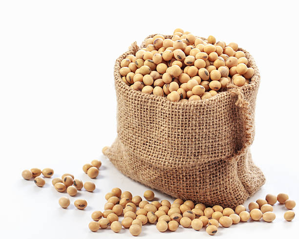 istock Soybeans in wooden ladles on white background. 518833765