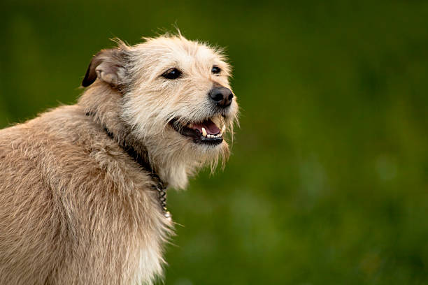 istock Norfolk terrier Dog portret 518833794