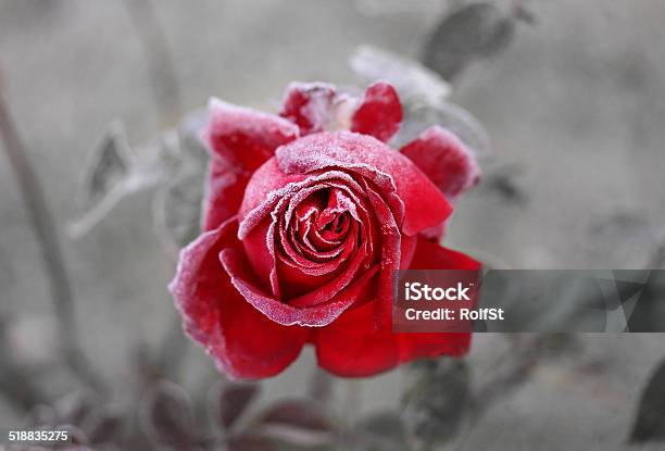 Rose Stock Photo - Download Image Now - Rose - Flower, Frost, Red