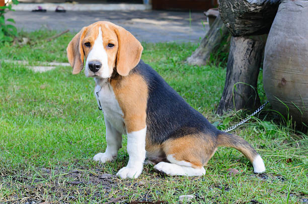istock Beagle dog in the garden 518835369