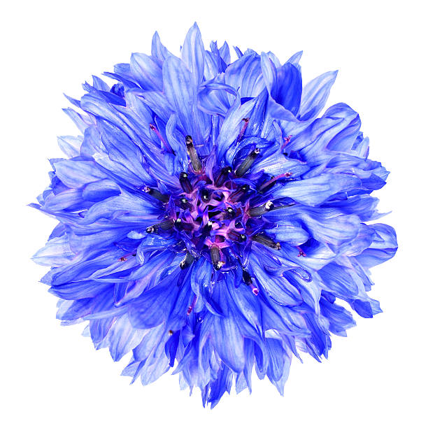 istock Blue Cornflower Flower Isolated on White Background 518835529