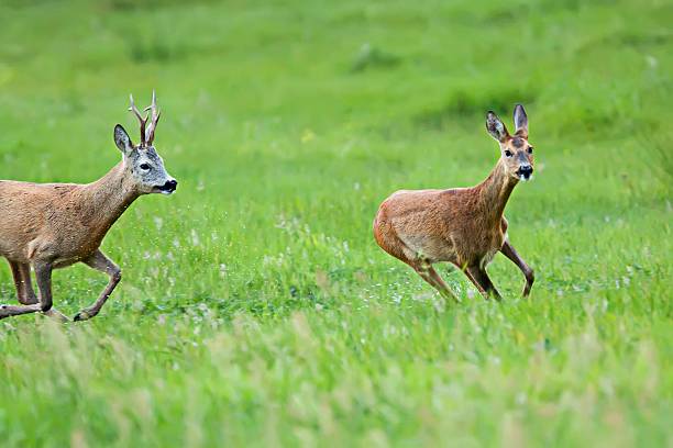 istock Buck deer with roe-deer on the run 518835809