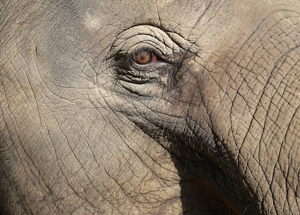 istock portrait of an elephant 518836483
