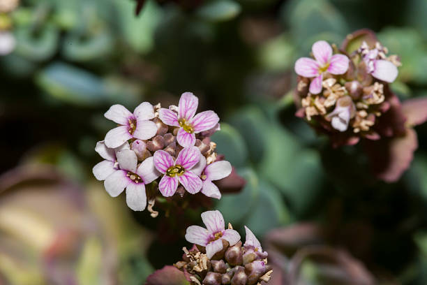 istock Aethionema thomasianum (Family: Brassicaceae). Gran Paradiso National Park (Italy) 518837333