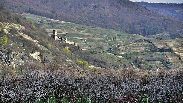 istock Castle ruin secret annex in Spitz / Wachau / Austria 518842826