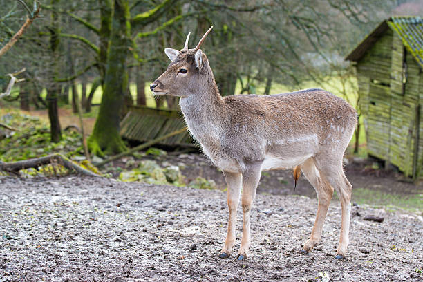 istock Young deer in the park, Germany 518843134