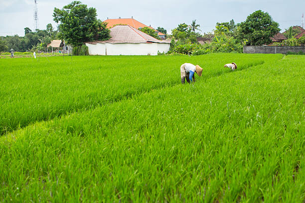 istock Farmers in the rice fields. Indonesia. 518843250
