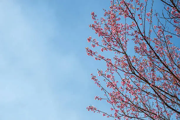 Rosy Trumpet-tree in thailand