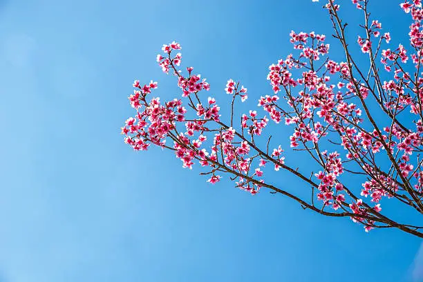 Rosy Trumpet-tree in thailand