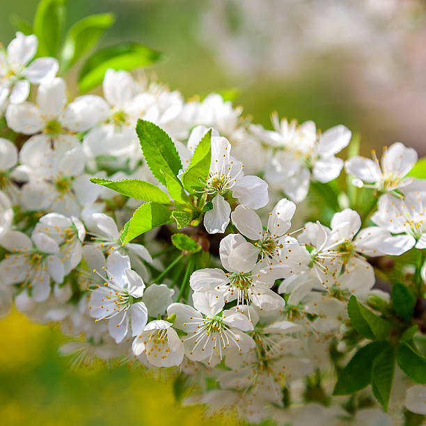 istock Flowering cherry on a sunny day 518844524