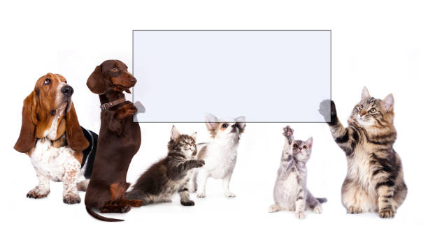 istock dog and cats paws holding banner 518853298