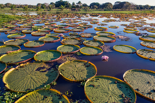 Victoria water lilies, which are native to the Amazon basin of South America.  This plant, first described in 1837 and named for Queen Victoria, has leaves up to 3 m (9.8 ft) in diameter.  This specimen is in the Pantanal, Mato Grosso State, Brazil.