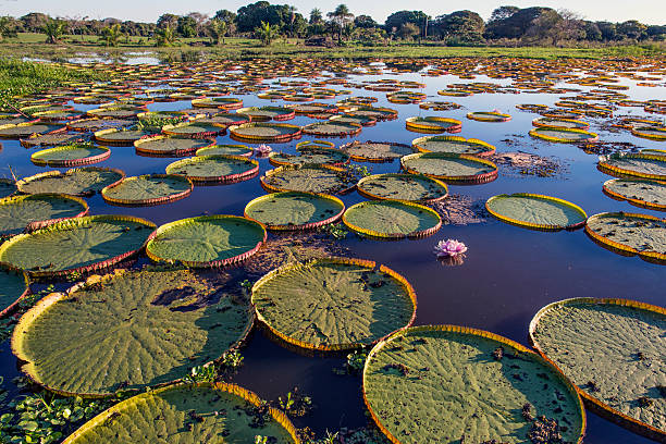 Victoria Water Lily Pads in a Marsh Victoria water lilies, which are native to the Amazon basin of South America.  This plant, first described in 1837 and named for Queen Victoria, has leaves up to 3 m (9.8 ft) in diameter.  This specimen is in the Pantanal, Mato Grosso State, Brazil. pantanal wetlands photos stock pictures, royalty-free photos & images
