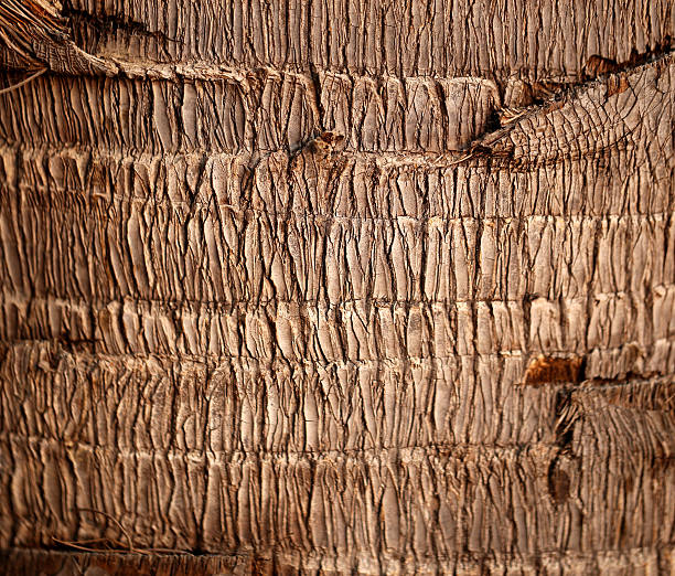 istock macro texture of palm bark 518853759