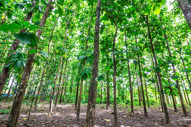 istock Teak forests in northern Thailand 518853845
