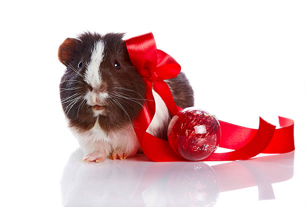istock Guinea pig with a tape and a sphere 518854035
