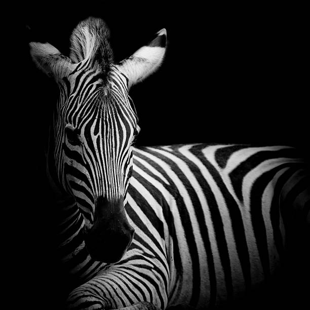 istock Headshot of a Burchell's Zebra 518854251