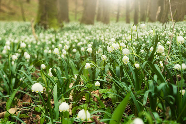 Spring snowflakes in Forest Spring snowflakes in European Forest, Thuringia, National Park Hainich leucojum vernum stock pictures, royalty-free photos & images