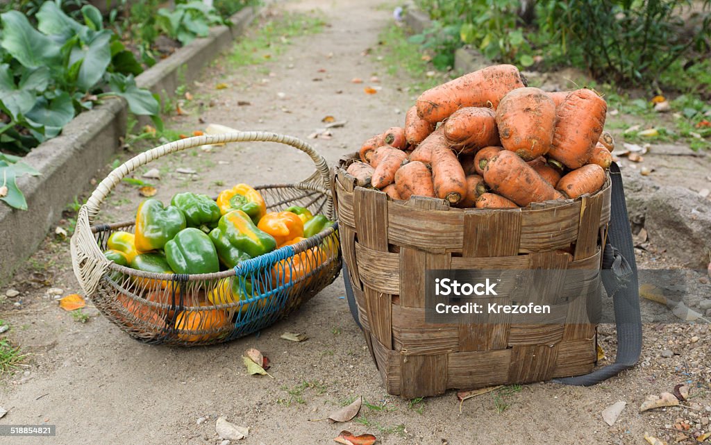 crop vegetables recently gathered in a kitchen garden are put in a basket Autumn Stock Photo