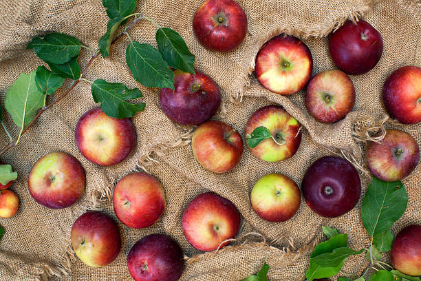 istock Still-life with red-ripe apples and green leaves. 518855021