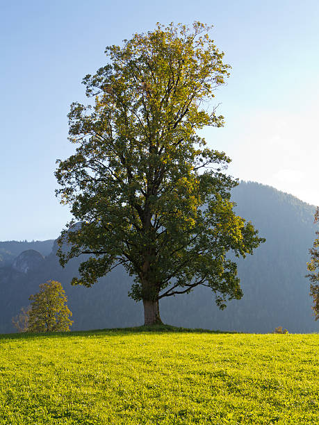 ベルグ-ahorn im abendlicht - bergwiese ストックフォトと画像