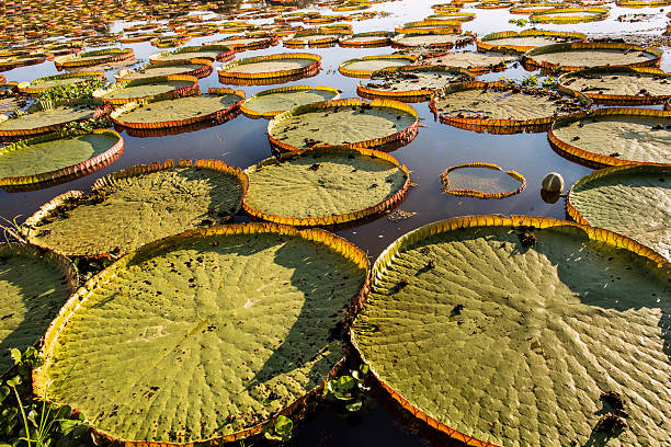 istock Victoria Water Lily Pads 518855885