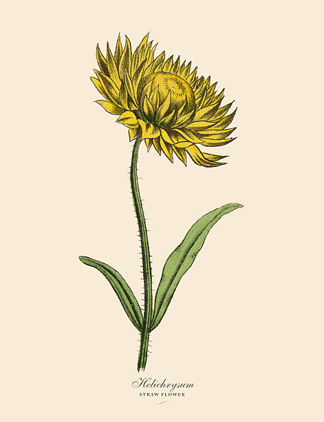 Vetores de Planta Helichrysum Ou De Palha Ilustração Botânico De Victoria e  mais imagens de Perpétua - iStock