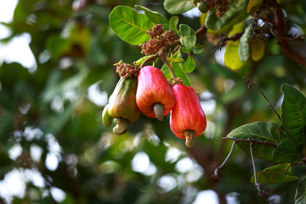 cashew obst (anacardium occidentale) am baum hängen - cashewnuss stock-fotos und bilder