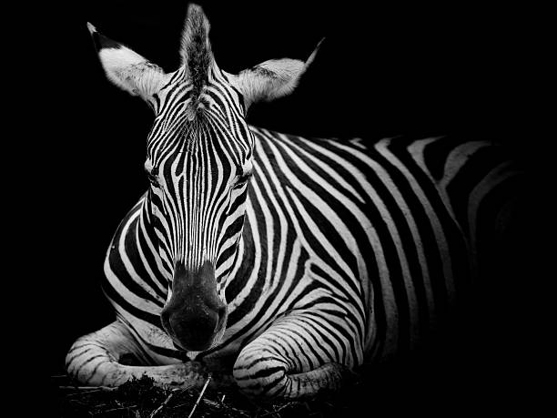 istock Headshot of a Burchell's Zebra 518856569