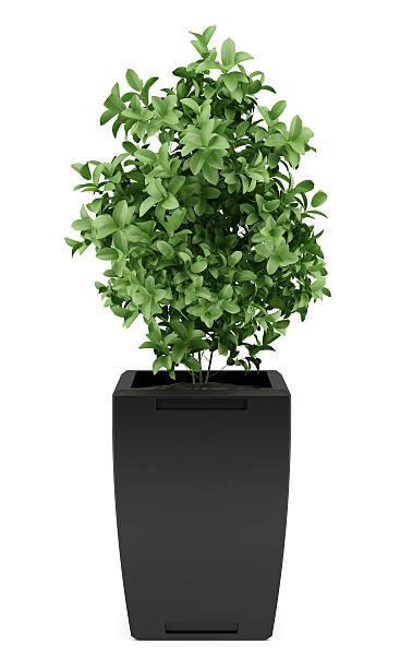 istock plant in black pot isolated on white background 518857640