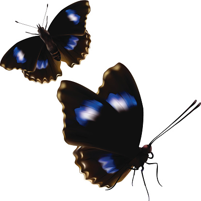 Great Eggfly Butterfly - Vector Illustration