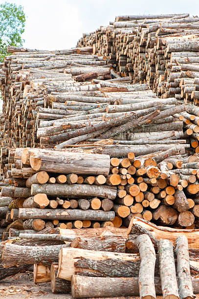 istock Many stacked wood logs. Outdoors storage. 518857995