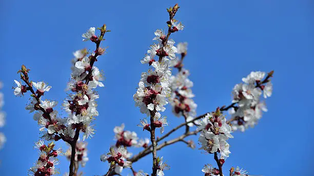 Blooming apricot tree in world cultural heritage region of Wachau in lower austria.