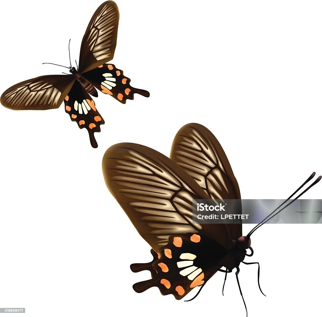 Mariposa-Vector rosa común - arte vectorial de Animal libre de derechos
