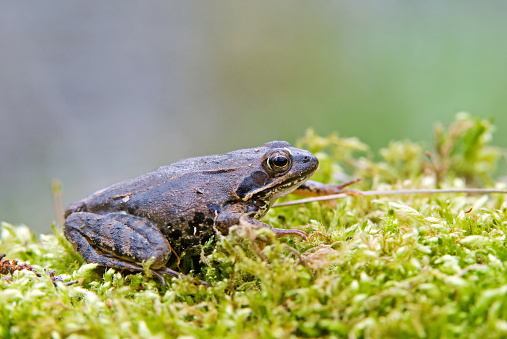 Photo of moor frog on a moss