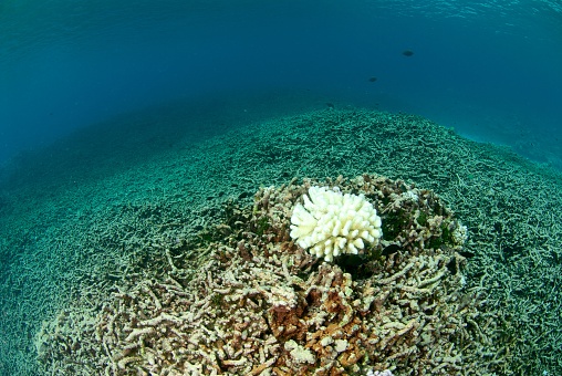 global warming induced coral bleaching has destroyed this coral reef