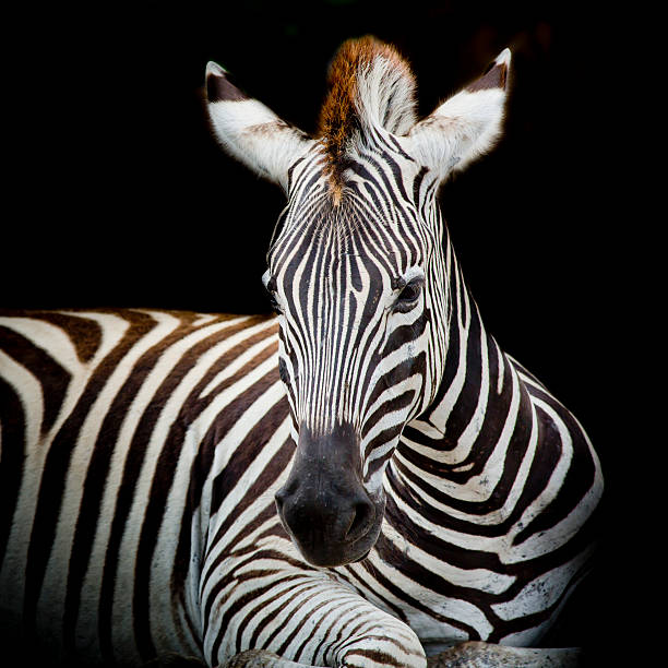 istock Headshot of a Burchell's Zebra 518858687
