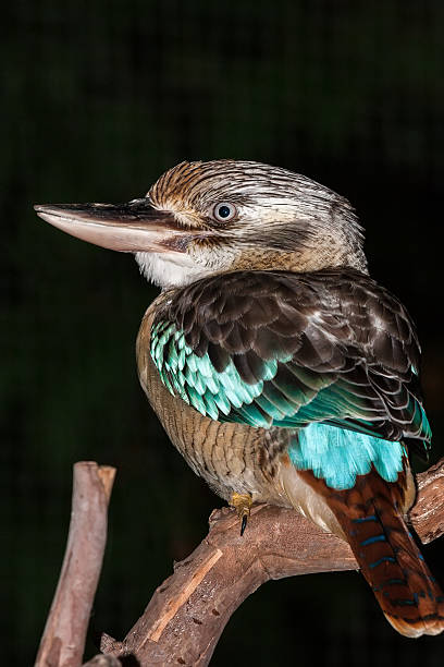 istock Kookaburra on a branch close-up. Australia 518859149