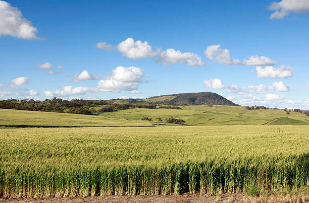 Wide view of wheat field at sunrise in Mott, ND, United States
