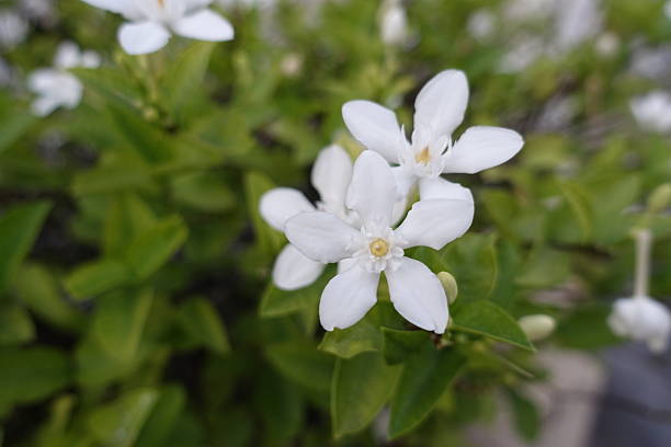 istock Gardenia flower on green background 518859394