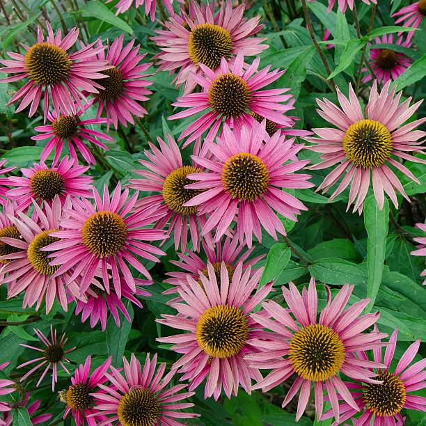 istock Flowerbed of pink coneflowers 518860019