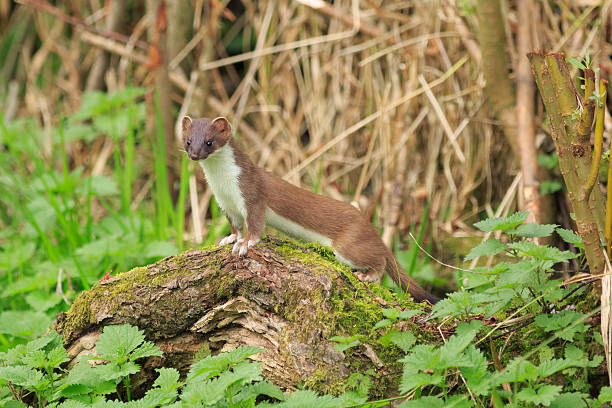 Stoat A stoat stood on top of an old rotton log looking for prey stoat mustela erminea stock pictures, royalty-free photos & images